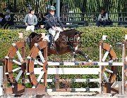 Cellini Dear Vinc GioCav2013 S6 7426 : Campionati Italiani Giovani Cavalli, Cattolica, Cellini Luigi, Dear Vinc, ph Stefano Secchi ©